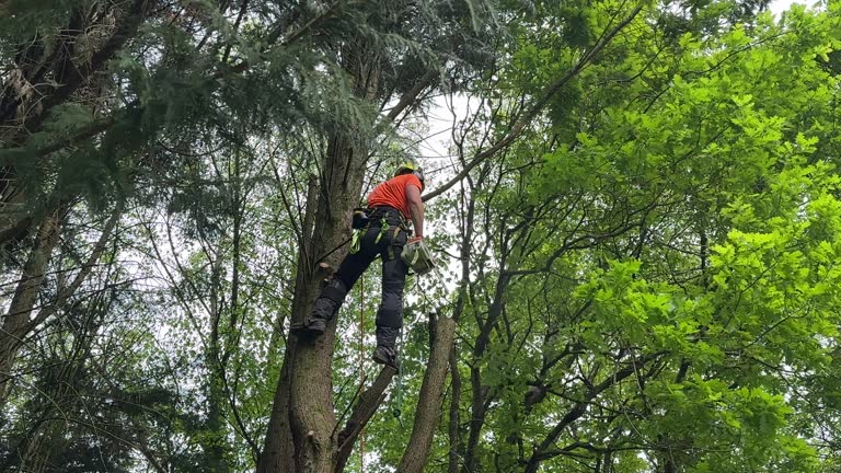 Best Palm Tree Trimming  in Philadelphia, PA